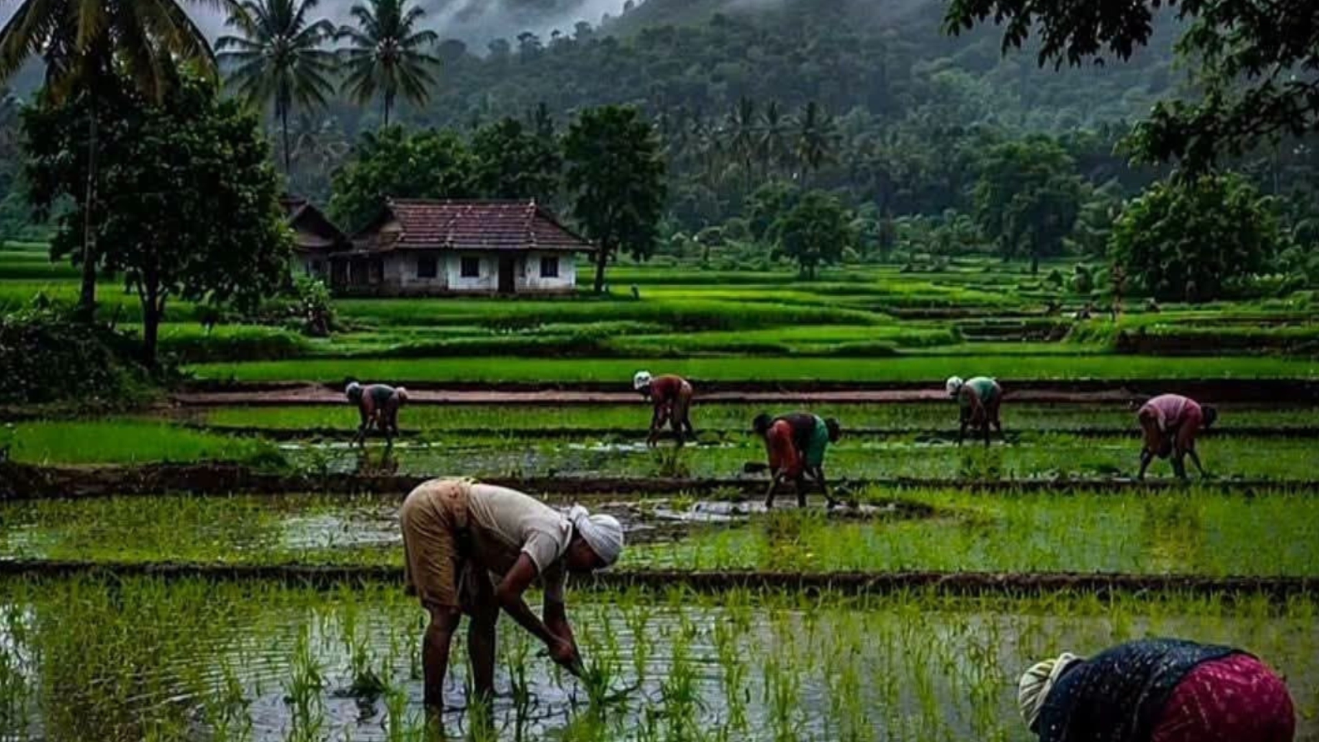Farmers transplanting paddy saplings in flooded green fields