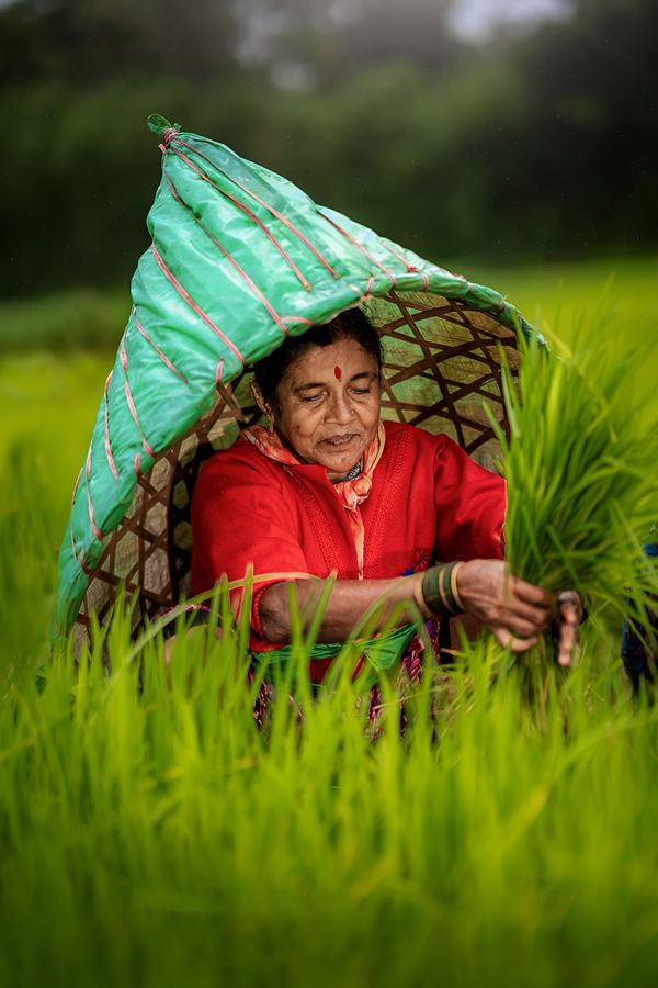 Farmer in the Paddy showing everyday farming and village tourism in Kokan